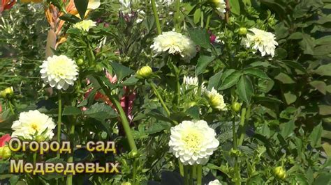 Уход за георгинами в течение лета