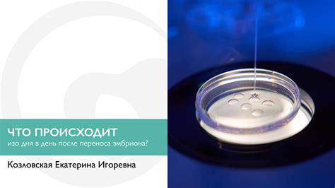 Уход за гераниями после переноса