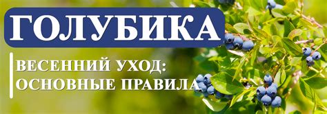 Уход за голубикой и малиной: основные принципы