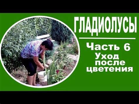 Уход за гречихой после цветения
