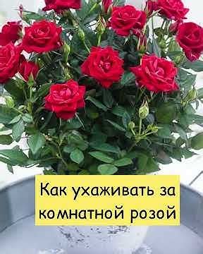 Уход за закрытой розой