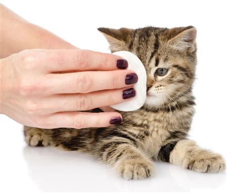 Уход за котенком: Как избежать передачи глистов