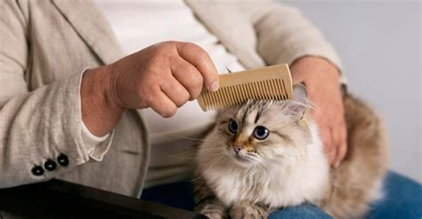 Уход за кошкой и поддержание здоровья шерсти
