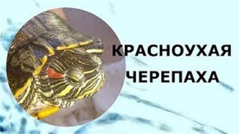 Уход за панцирем и когтиками