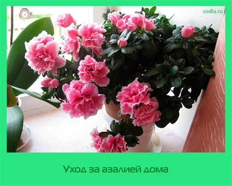 Уход за пересаженной азалией