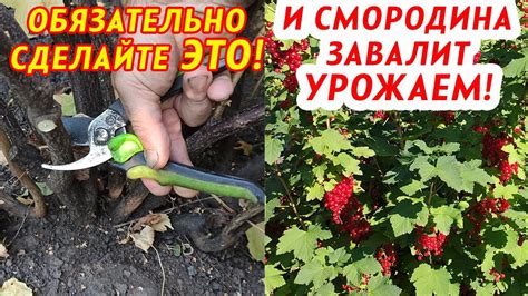 Уход за пересаженной смородиной