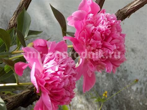 Уход за пересаженными пионами