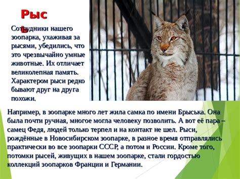 Уход за рысями