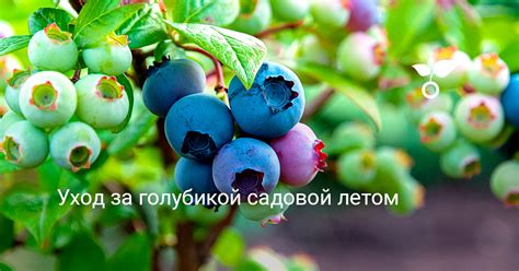 Уход за садовой голубикой в течение года