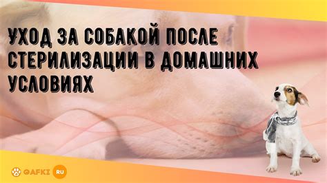 Уход за собакой после капель в нос