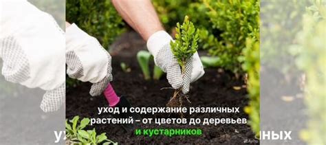 Уход за участком после уничтожения клещей