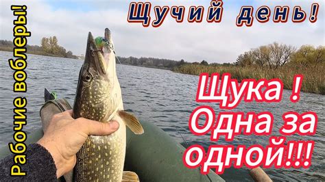 Уход за хвостом щуки после внештатных ситуаций
