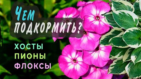 Уход за хостами весной