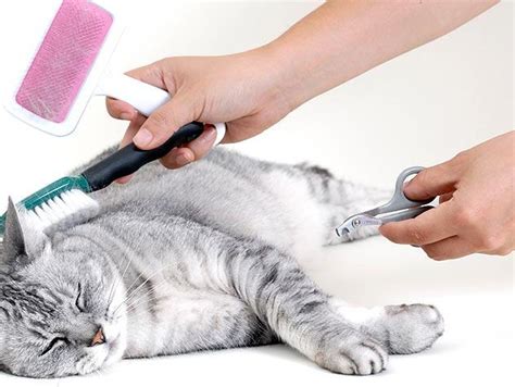 Уход за шерстью, когда кошка линяет