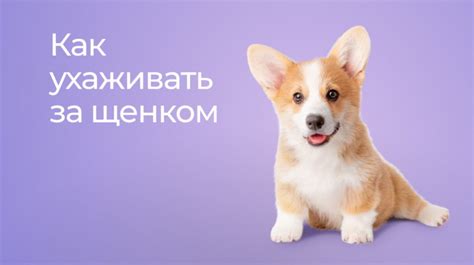 Уход за щенком во время болезни