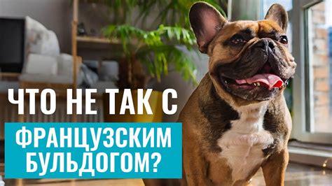 Уход и обслуживание: важные аспекты при решении завести французского бульдога