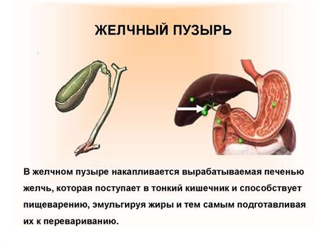 Ухудшение пищеварения после удаления желчного пузыря