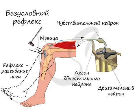 Учение о рефлексах объясняет кружение головы