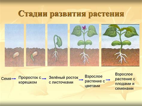 Учет длительности и стадии роста растений