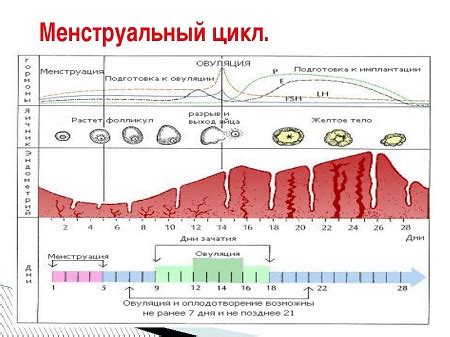 Учет менструального цикла