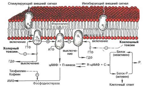 Учитывание прочих характеристик мембраны