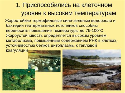 Уязвимость к высоким температурам