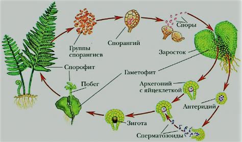 У папоротников необычно высокое количество хромосом