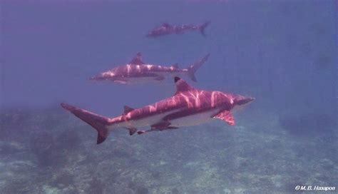 Факторы, обусловливающие наличие акул в Красном море