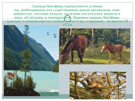 Факторы, определяющие границу биосферы на высоте 77