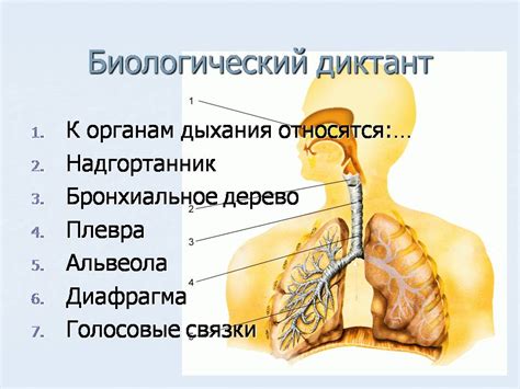 Факторы, способствующие затруднению дыхания