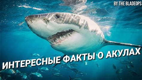 Факты о Байкал акулах: открывающие новые горизонты