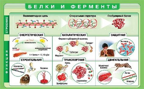Ферменты мяса и молока