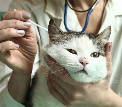 Физиологическая особенность ушей у кошек