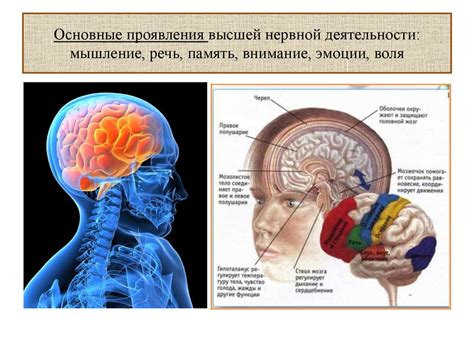 Физиологические аспекты нежелания мыться
