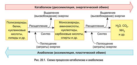 Физиологические аспекты уровня энергии в организме