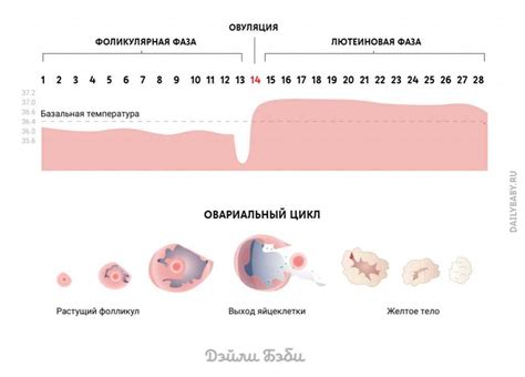 Физиологические изменения во время овуляции