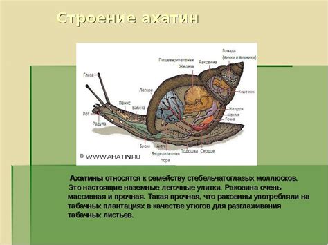 Физиологические особенности ахатин