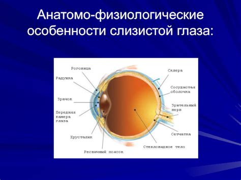 Физиологические особенности глаза