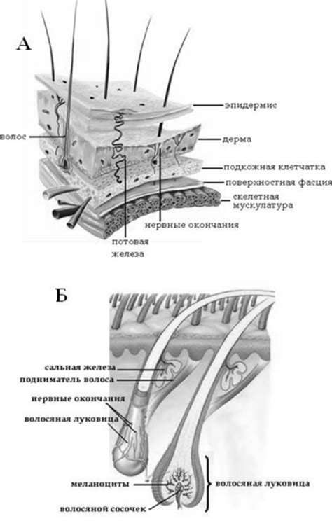 Физиологические особенности организма собаки