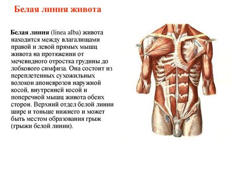 Физиологические особенности охлаждения живота