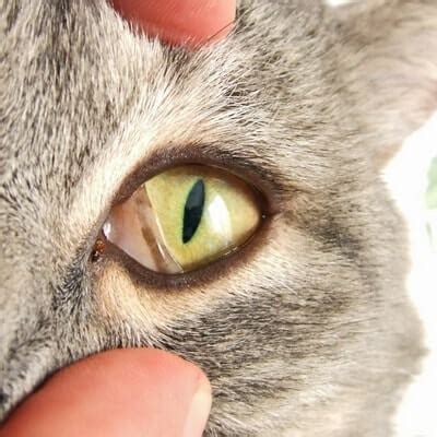 Физиологические причины для покрытия глаз у котов