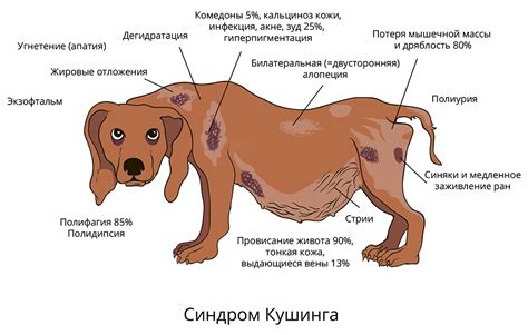 Физиологические причины фыркания у собак: как найти решение