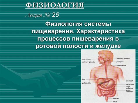 Физиологические процессы и пищеварение