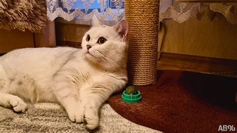 Физиологические проявления реакции кошек на кошачью мяту