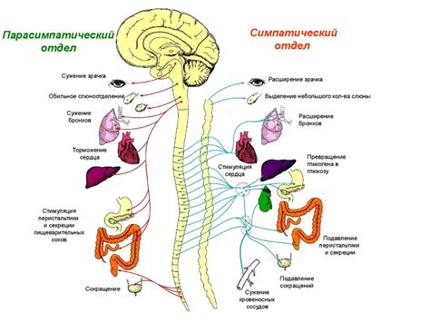 Физиологические роли эстрогена в организме