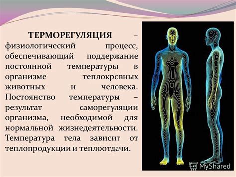 Физиологический процесс переваривания и изменение температуры