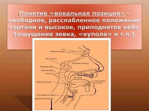 Физиология звукообразования
