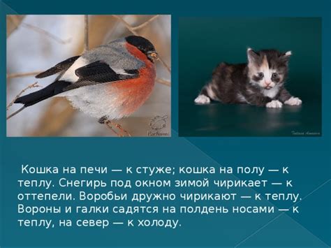 Физиология котов и их отношение к теплу и холоду