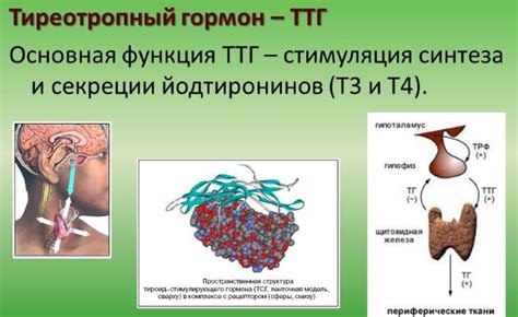 Физиология мужского организма и роль ТТГ