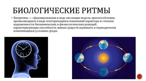 Физиология сна и биологический ритм